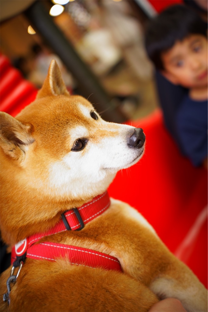 f:id:yoshi_camera:20260601201058j:image f:id:yoshi_camera:20260601201058j:image