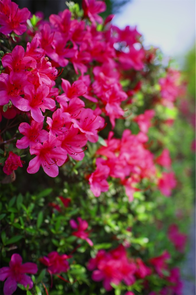 f:id:yoshi_camera:20260603123400j:image f:id:yoshi_camera:20260603123400j:image