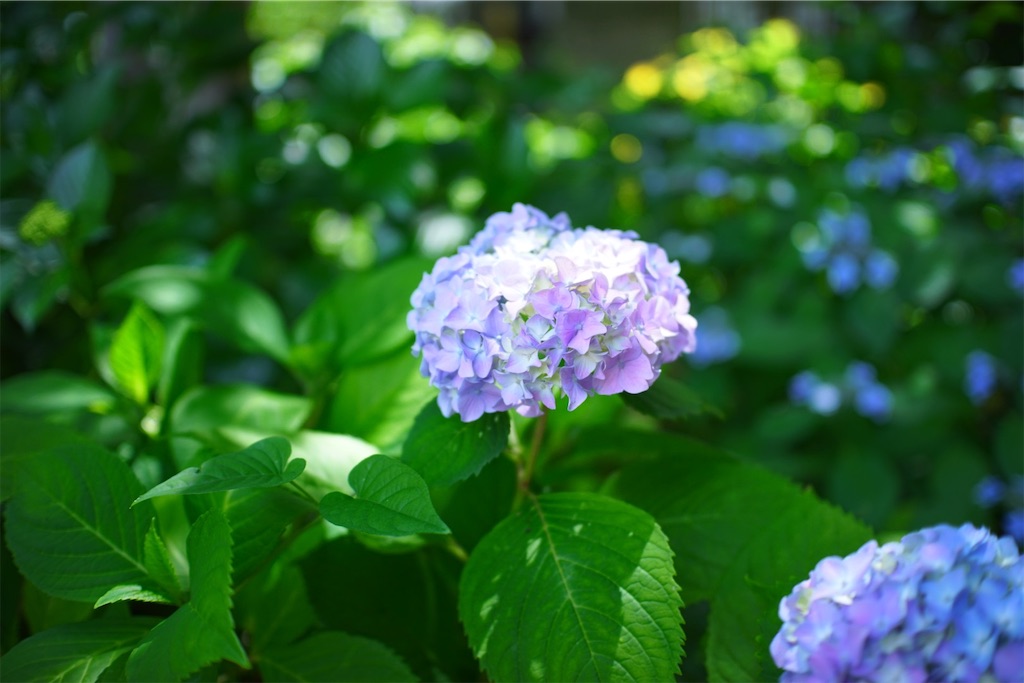 f:id:yoshi_camera:20260603123501j:image f:id:yoshi_camera:20260603123501j:image