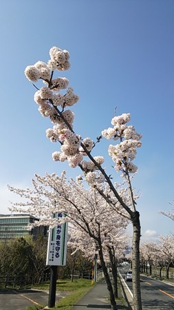 f:id:yoshi_kun:20140405145103j:image f:id:yoshi_kun:20140405145103j:image
