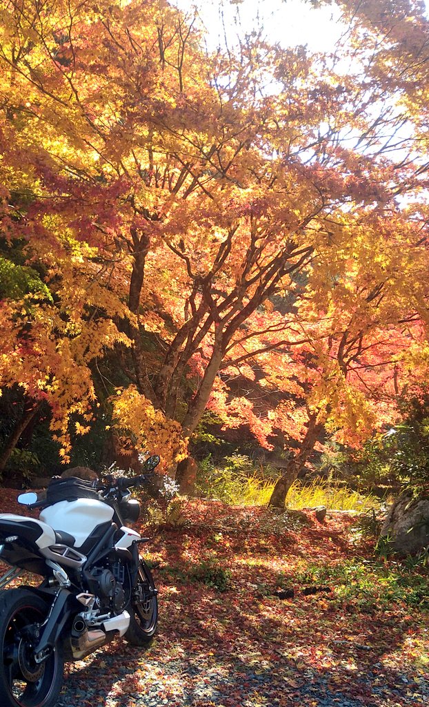 f:id:yoshi_skywalker:20201108233636j:plain