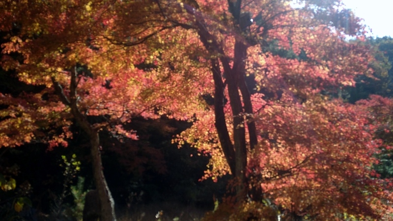 f:id:yoshi_skywalker:20201117225736j:plain