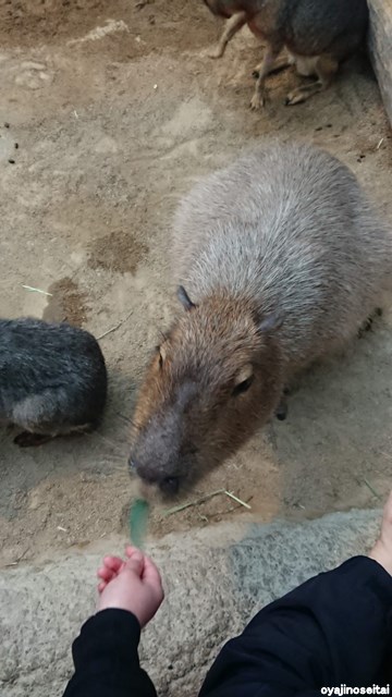 f:id:yoshibowbow:20190331163201j:plain f:id:yoshibowbow:20190331163201j:plain