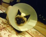 f:id:yoshicoffin:20071214013656j:image