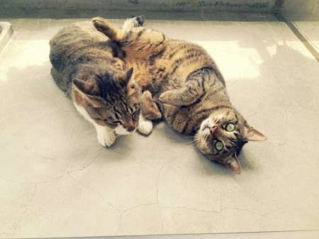 f:id:yoshicoffin:20140621123743j:image:w360 f:id:yoshicoffin:20140621123743j:image:w360