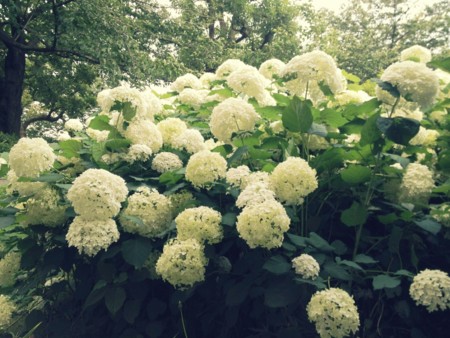 f:id:yoshicoffin:20140621161011j:image:w360 f:id:yoshicoffin:20140621161011j:image:w360