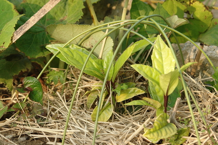 f:id:yoshicom:20070517063637j:image:left