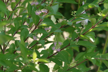f:id:yoshicom:20070617213757j:image