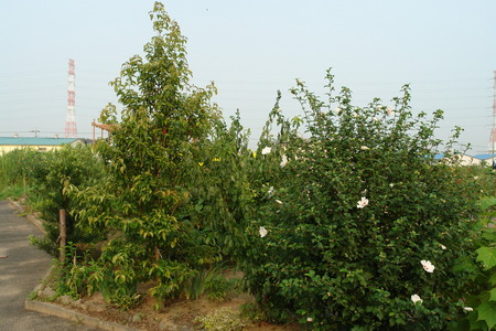 f:id:yoshicom:20070809212354j:image:left