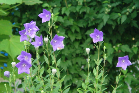 f:id:yoshicom:20090704210410j:image f:id:yoshicom:20090704210410j:image