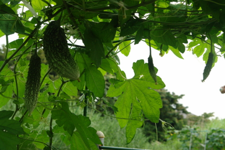 f:id:yoshicom:20090704211005j:image f:id:yoshicom:20090704211005j:image