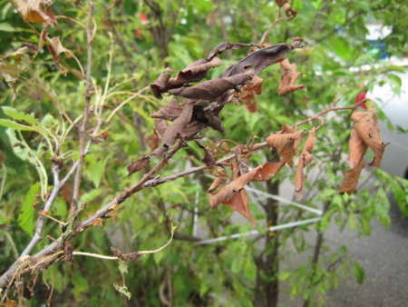 プラムの木にシンクイムシの被害 Yoshicomのブログ