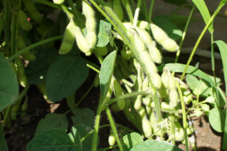 光を求めて競う枝豆と人参 Yoshicomのブログ