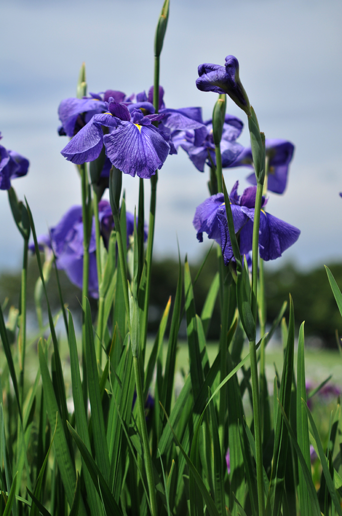 110723 北海道農業専門学校菖蒲園