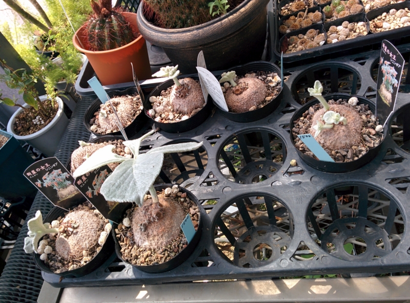 f:id:yoshida_lab:20150518212052j:plain