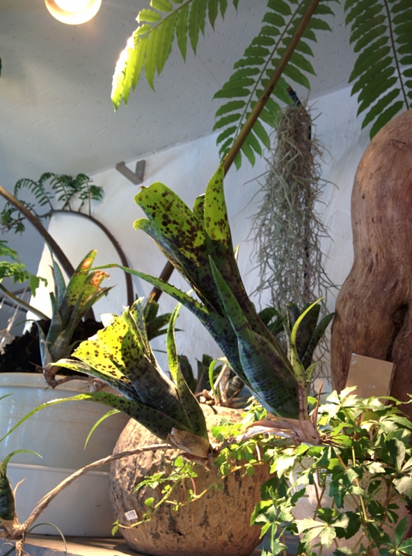 f:id:yoshida_lab:20150528145719j:plain