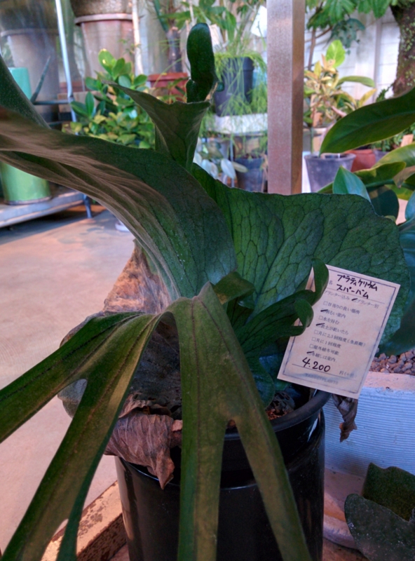 f:id:yoshida_lab:20150528145722j:plain