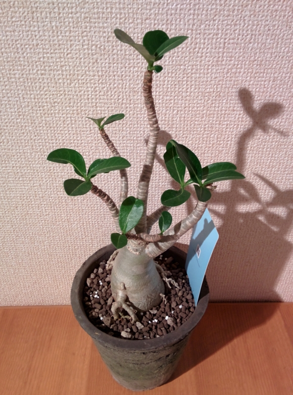 f:id:yoshida_lab:20150726215605j:plain f:id:yoshida_lab:20150726215605j:plain