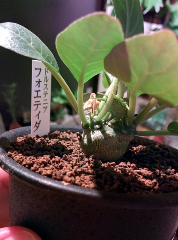 園芸店紹介