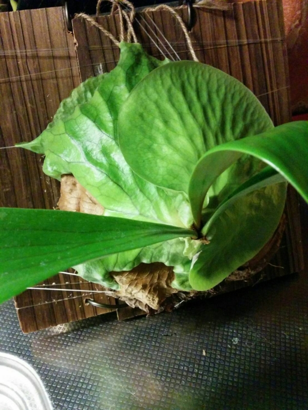 f:id:yoshida_lab:20160628220142j:plain