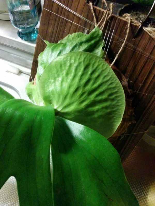 f:id:yoshida_lab:20160628220144j:plain