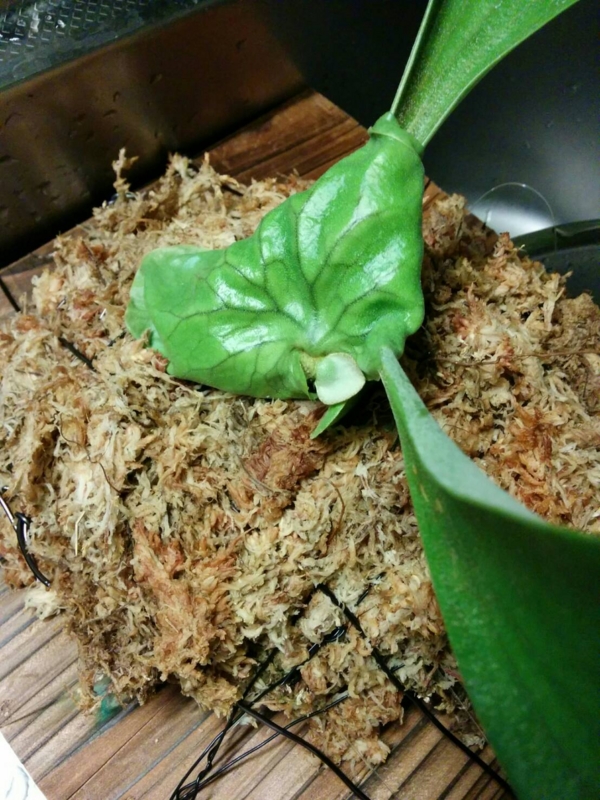 f:id:yoshida_lab:20160628220145j:plain