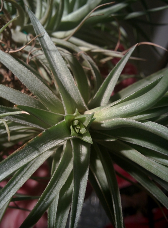 子株が大量発生、ベルゲリーの生命力がすごすぎる - YOSHIDA