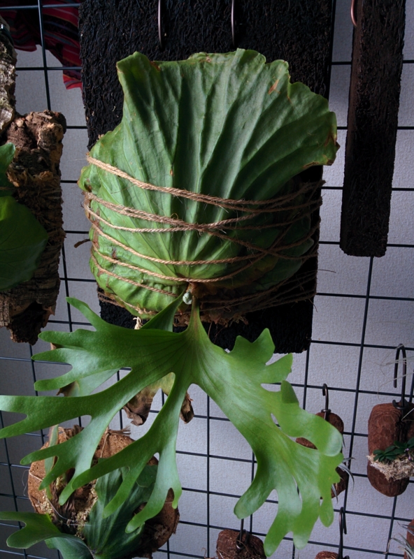 リドレイの交配種 Mt Kitshakoodの胞子葉が美しすぎる Yoshida Lab S Blog