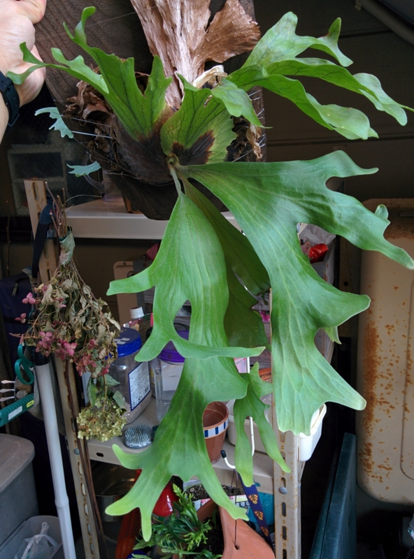 f:id:yoshida_lab:20160815190921j:plain