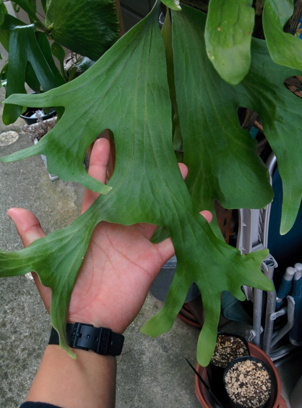 f:id:yoshida_lab:20160815191019j:plain