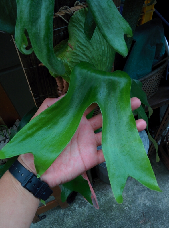 f:id:yoshida_lab:20160815191030j:plain f:id:yoshida_lab:20160815191030j:plain