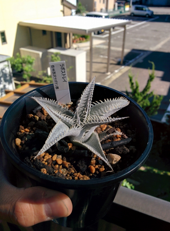 信州西沢サボテン園で買ったディッキアがかっこよすぎる。 - YOSHIDA