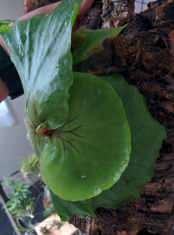 f:id:yoshida_lab:20161029132721j:plain