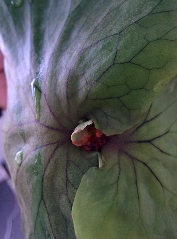 f:id:yoshida_lab:20161029132722j:plain