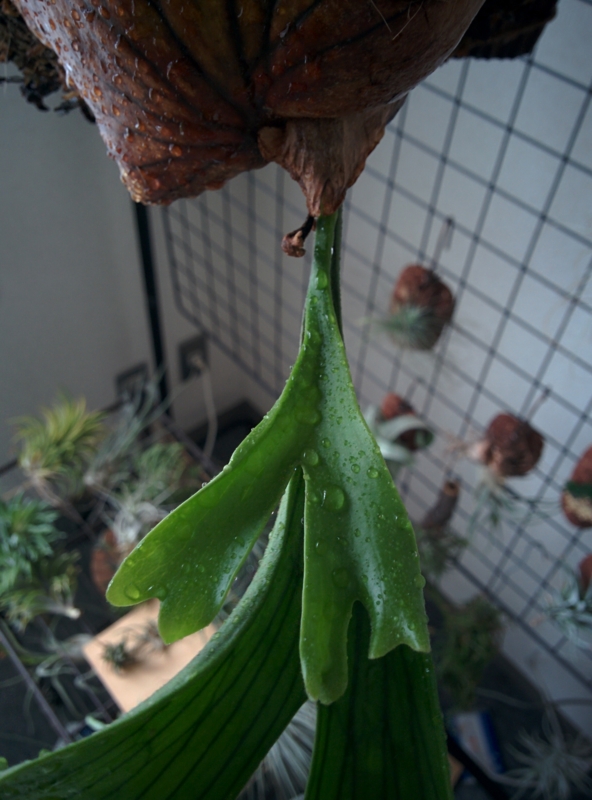 f:id:yoshida_lab:20161029132724j:plain