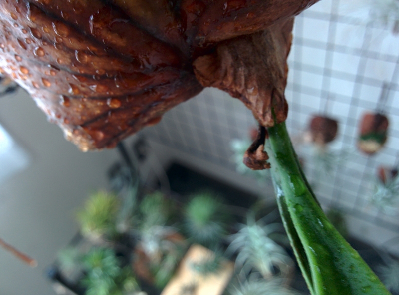 f:id:yoshida_lab:20161029132725j:plain