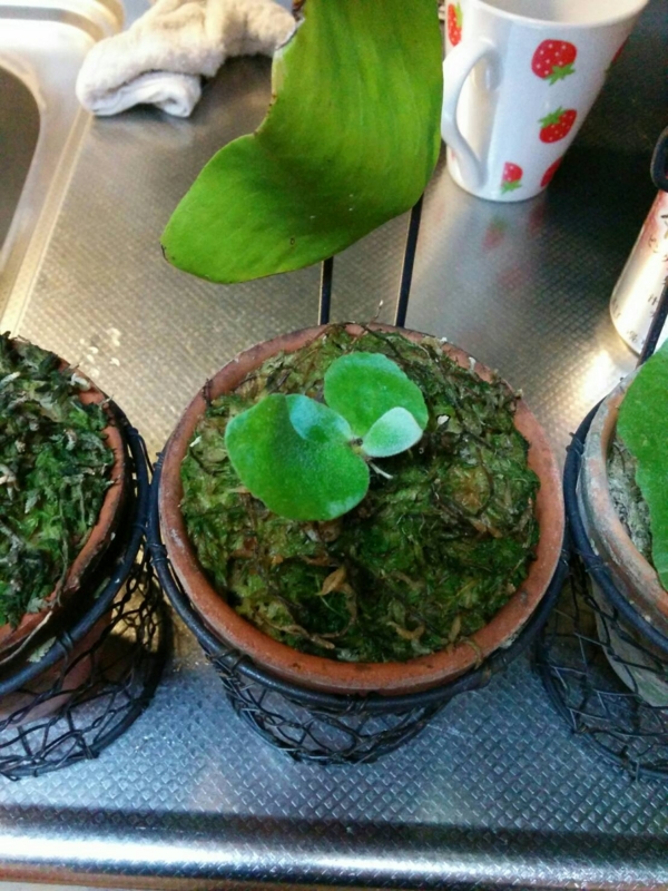 f:id:yoshida_lab:20161113110858j:plain