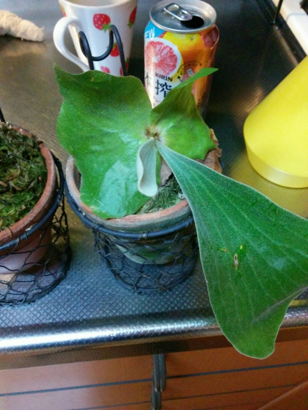 f:id:yoshida_lab:20161113110859j:plain