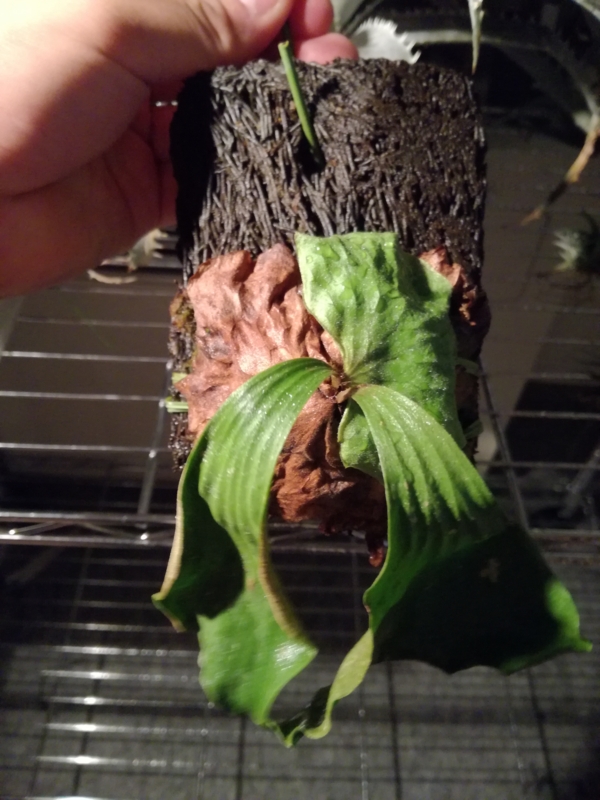 萎れてしまったエラワンが徐々に元気になってきた。 - YOSHIDA LAB's BLOG