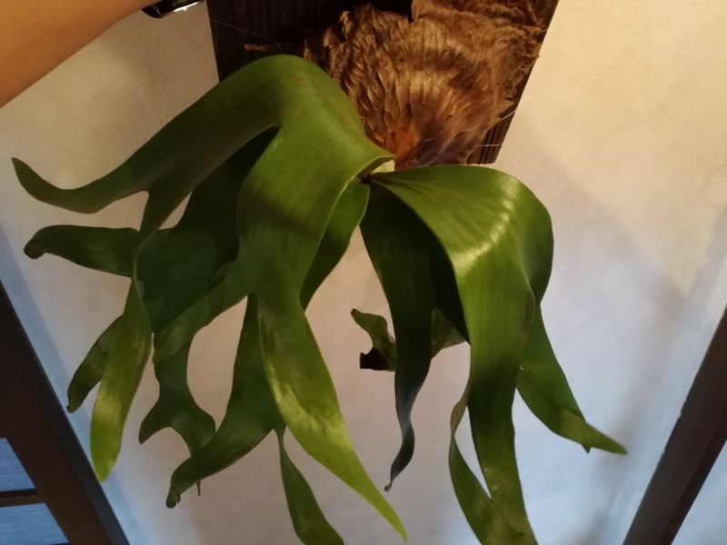 f:id:yoshida_lab:20170110220751j:plain