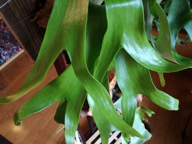 f:id:yoshida_lab:20170110220753j:plain