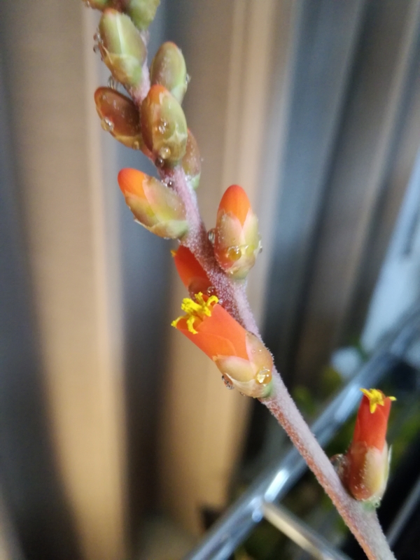 ようやくディッキアの花が咲いた Yoshida Lab S Blog