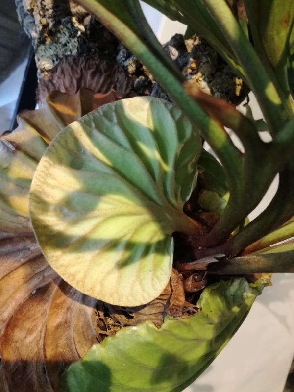 f:id:yoshida_lab:20170121132659j:plain f:id:yoshida_lab:20170121132659j:plain