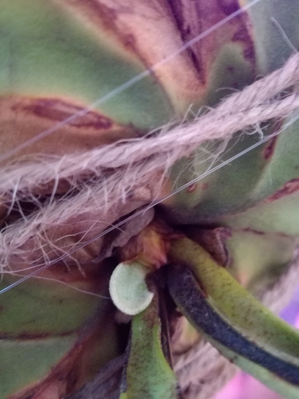 f:id:yoshida_lab:20170212082809j:plain