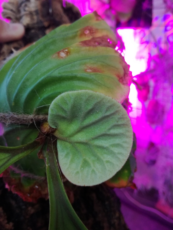 f:id:yoshida_lab:20170212082811j:plain