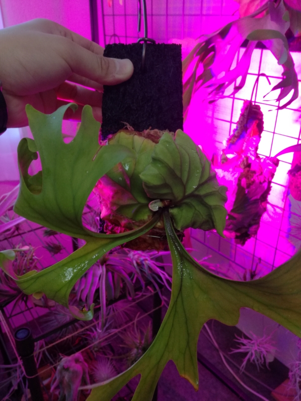 f:id:yoshida_lab:20170212082813j:plain