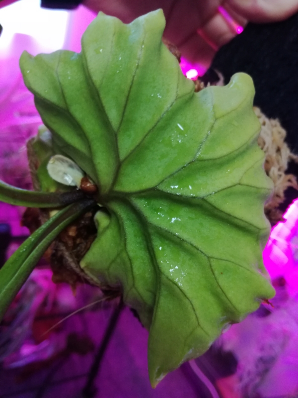 f:id:yoshida_lab:20170212082814j:plain