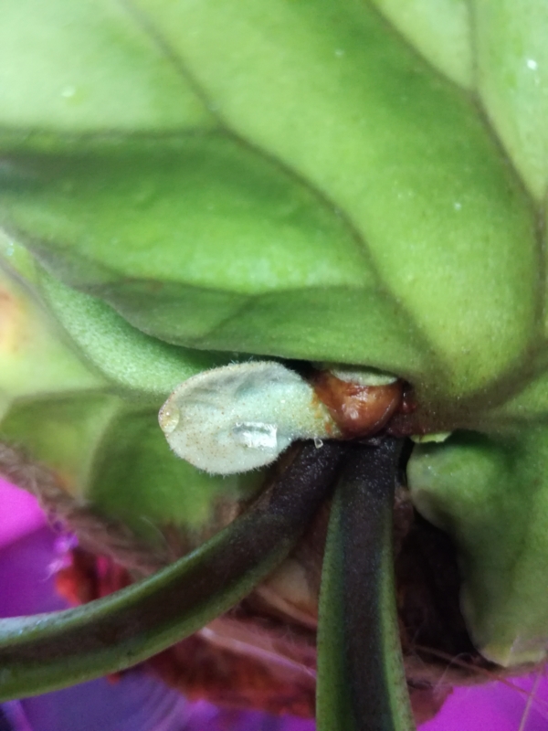 f:id:yoshida_lab:20170212082815j:plain