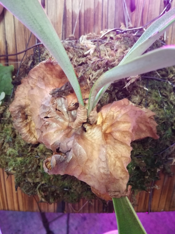 f:id:yoshida_lab:20170212082817j:plain