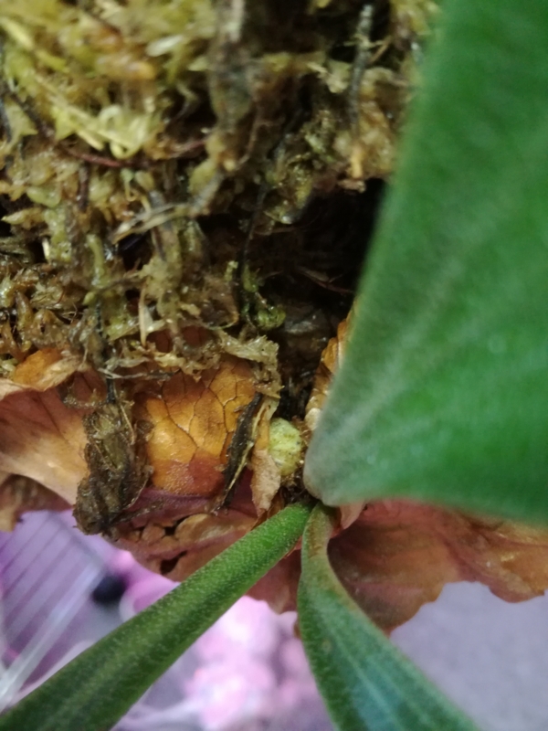 f:id:yoshida_lab:20170212082818j:plain